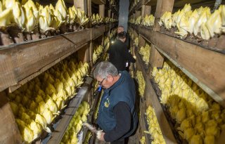 De+witlofteler+als+bitterstoffenleverancier
