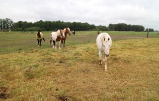 Hetty+Schreurs+voorzitter+Stichting+Welzijn+Paard