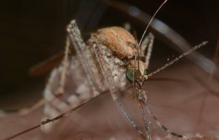 Westnijlvirus+rukt+op+richting+Nederland