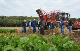 Voederbiet+groeide+beter+dan+gras+en+mais