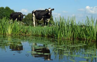 %27Friesland+ideale+provincie+voor+natuurinclusief%27