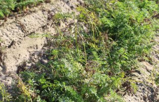 Meer+meeldauw+in+peengewas+na+droge+zomer