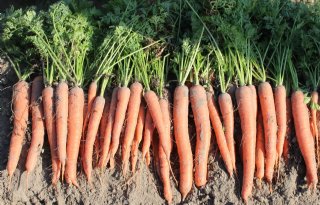 Knoflookgeur+verjaagt+vrijlevende+aaltjes+in+peen