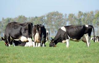 Eiwitrijk+herfstgras+kan+goed+worden+benut