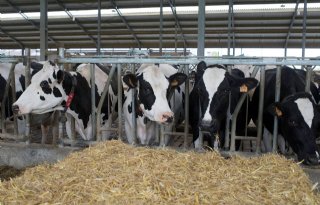 Neem+tijd+voor+droogzetten+productieve+koe