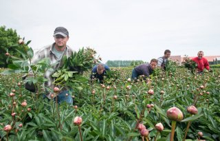 Telers+zomerbloemen+stappen+over+naar+LTO%2Dvakgroep