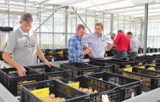 Veurbehandeling+tegen+rhizoctonia+lijkt+effectief