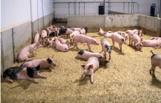 Brussel+gaat+dierenwelzijnstrategie+evalueren