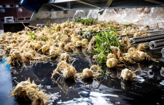 Anthos+trekt+zich+terug+uit+Brancheorganisatie+Sierteelt