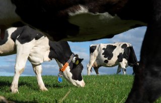 Steun+voor+krimp+veestapel+in+strijd+tegen+broeikasgas