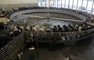 Massey+Ferguson+trekt+veel+bezoekers+naar+Vrebamelkvee