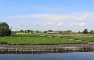 Rijnland+start+handhaving+op+teeltvrije+zones