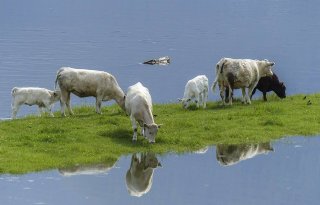 RDA+start+enqu%C3%AAte+rond+dierenwelzijn
