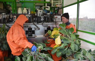 Spruitenoogst+20+procent+kleiner