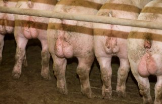 Topigs+Norsvin+halveert+berengeur+in+tien+jaar