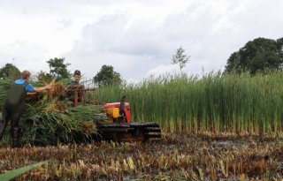 Boeren+experimenteren+met+lisdodde