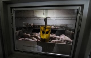 Varkenshouder+Adri+Boonman+uit+Midwolda+schaalde+tijdig+op