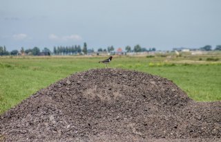 Succesvol+broedseizoen+ondanks+koude+start