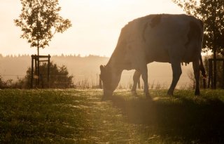 RVO%2Enl+worstelt+met+fosfaatdossier