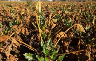 Ontevreden+telers+vanwege+afhandeling+droogteschade