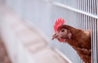 Pluimvee%2D+en+varkenshouderij+onder+vuur