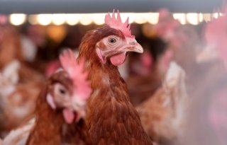 Kans+op+vogelgriep+is+%27medium%27