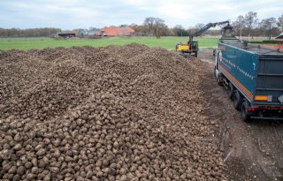 Serieuze+vorst+vraagt+om+hoger+tempo+bieten+rooien