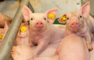 Biosecurity+sleutel+om+PRRS+terug+te+dringen