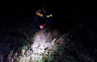 Wild+zwijn+verontrust+Drentse+varkensboeren