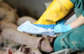 Op+sloffen+salmonella+opsporen+bij+varkens