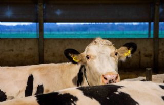 %27Beeld+melkveehouderij+wordt+slechter+als+je+niets+doet%27