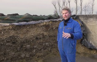Mengkuil+met+hele+voederbieten+en+mais