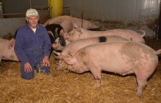 Dit+jaar+100%2E000+biologische+varkens+geslacht