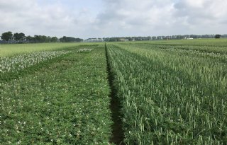 Meer+eiwit+van+eigen+bodem+met+mengteelt