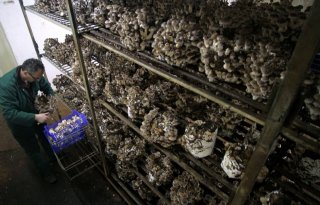 De+paddenstoel+gaat+op+ontdekkingsreis