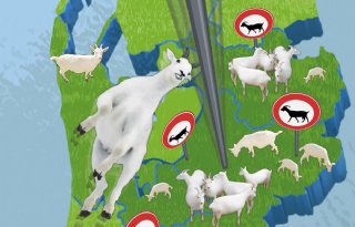 Geitenhouderij+wil+na+stop+groei+reguleren