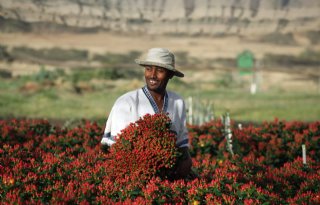 Vloet+kweekt+bloemen+in+Kenia%2C+Ethiopi%C3%AB+en+Colombia