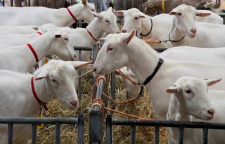 Politiek+wil+ook+geitenstop+in+Flevoland
