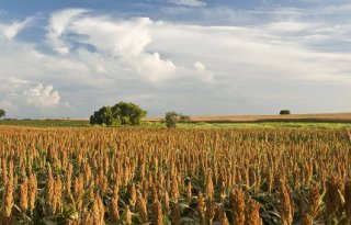 Areaal+en+opbrengst+sorghum+in+EU+stijgen