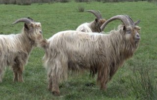 Zeldzame+Landgeit+behoort+tot+de+Drents+Big+Vief