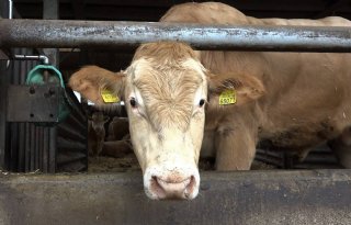 Vakgroep+wil+vlees+beter+aan+de+man+brengen
