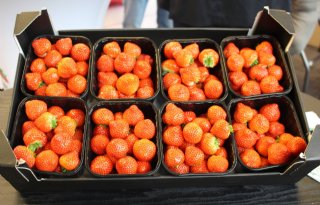 Aardbeiensector+wil+leren+van+extreem+jaar
