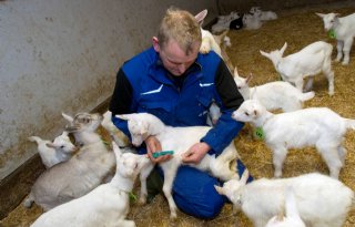 Geitensector+registreert+medicijngebruik