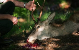 Staatsbosbeheer+moet+1%2E830+herten+afschieten