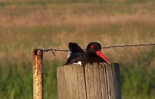 Sovon%3A+aandeel+boerenlandvogel+daalt+van+50+naar+20+procent