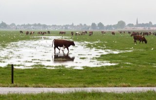 Weidevogelstand+Overijssel+daalt+stevig