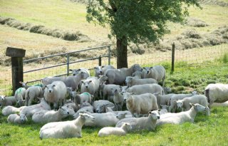 Twaalf+schapen+doodgebeten+in+Overijssel