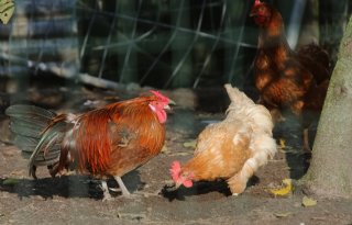 Vrije%2Duitloopei+langer+verkoopbaar+tijdens+ophokplicht