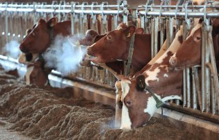 Effici%C3%ABnte+koe+maakt+ook+meer+melk+uit+ruwvoer
