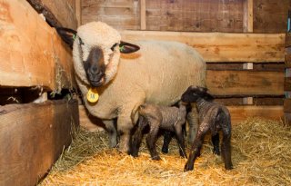 Coupeerverbod+voor+alle+schapen+in+2028